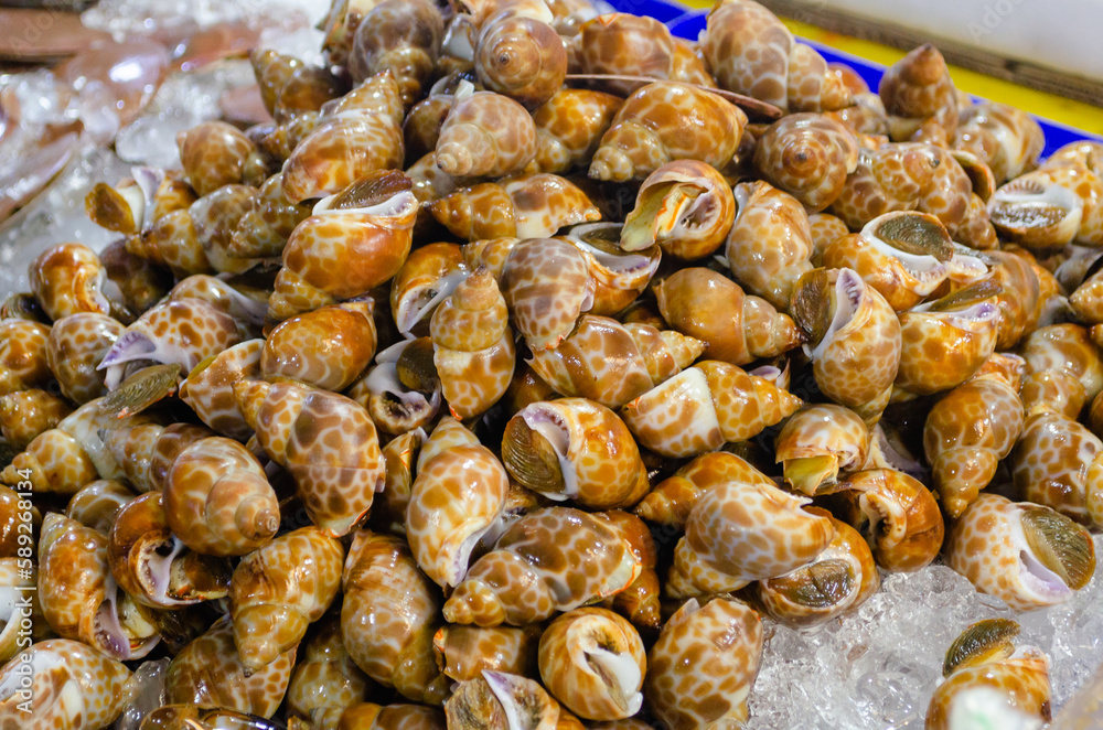 Lots of fresh rapana shellfish at a seafood market in Thailand Lots of fresh rapana shellfish at a seafood market in Thailand