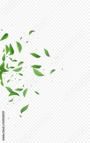 Olive Leaf Blur Vector Transparent Background