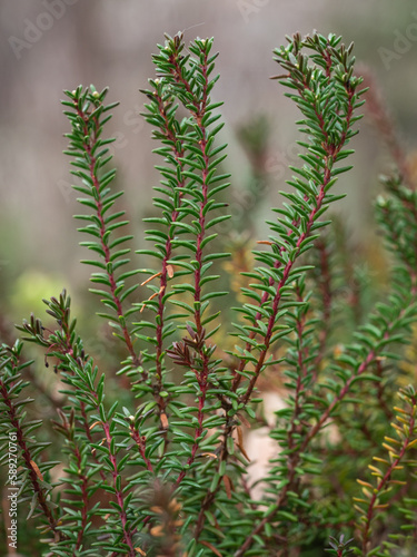 Nahaufnahme von Pflanzen der schwarzen Krähenbeere (Empetrum nigrum). photo