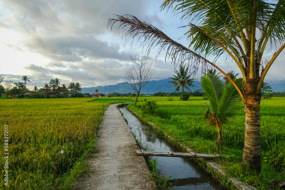 rice field