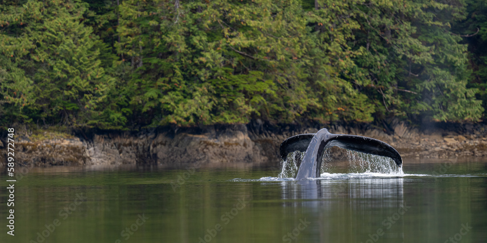 A humpback whale (Megaptera novaeangliae) raises its tail out of the water as it prepares to dive in British Columbia, Canada.