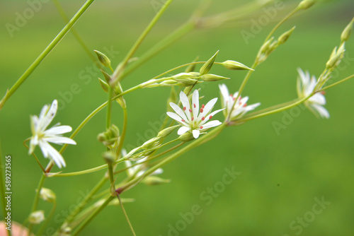 Stellaria graminea blooms in nature