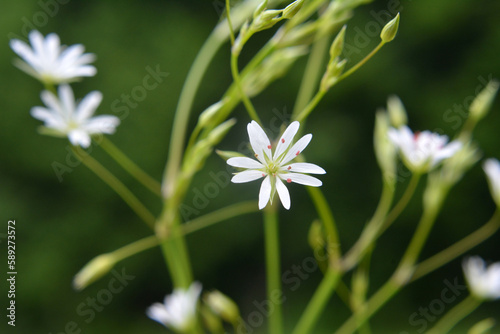 Stellaria graminea blooms in nature © orestligetka