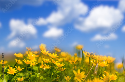 closeup heap of yellow wild flowers on blue cloudy sky background