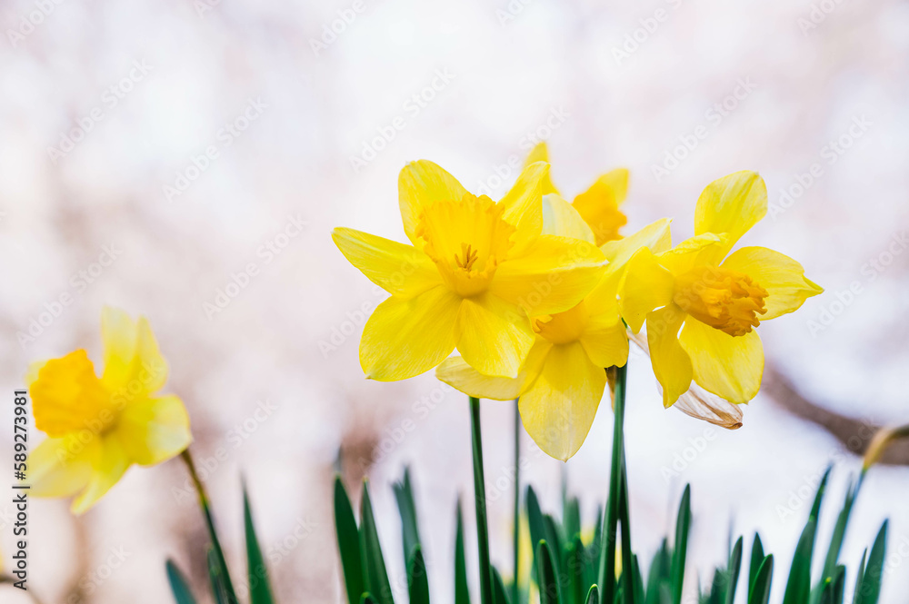 Obraz premium 桜背景のスイセンの花