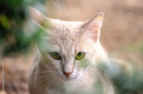 Picture of a cute orange cat looking right at the camera