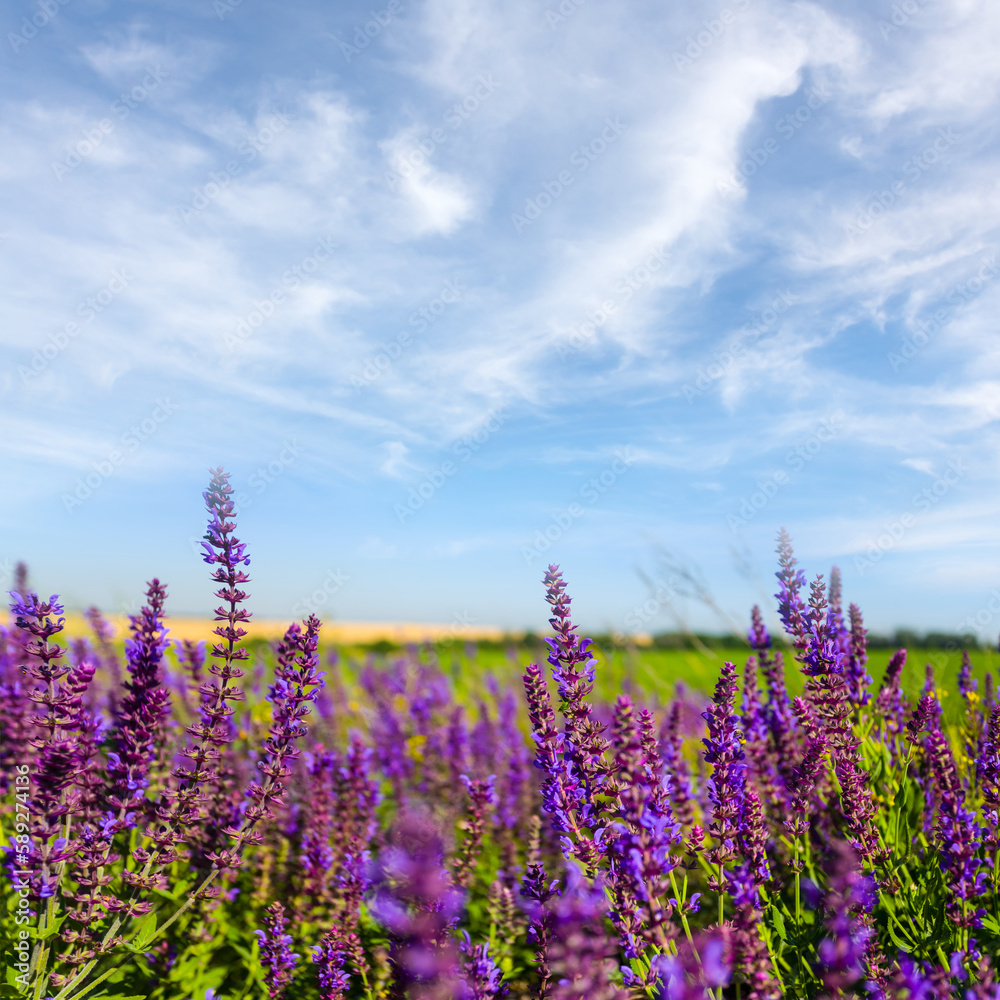 Naklejka premium heap of summer wild flowers in prairie