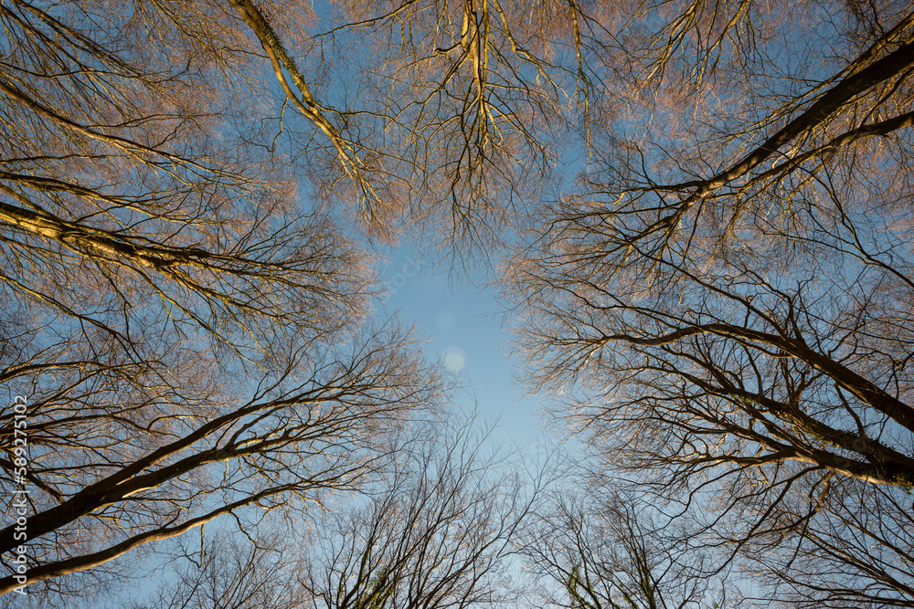 Obraz premium Spring tree crowns on deep blue sky. Looking up from below.