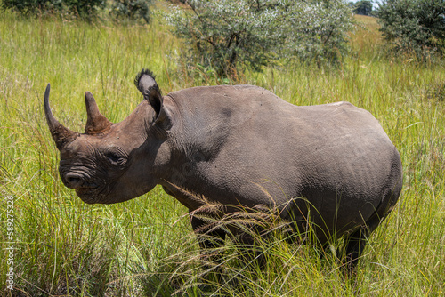 White Rhino or square-lipped rhinoceros  Ceratotherium simum  in Imire Rhino   Wildlife Conservancy  Zimbabwe