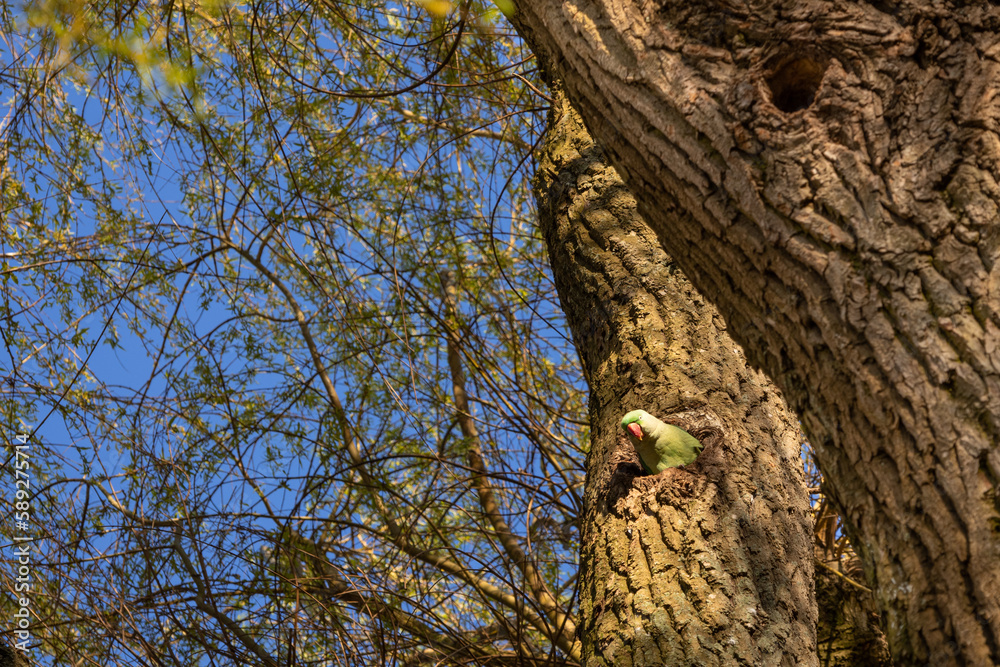 A green parrot peeks out from a hollow in a tree. A green parrot peeks out from a hollow in a tree.