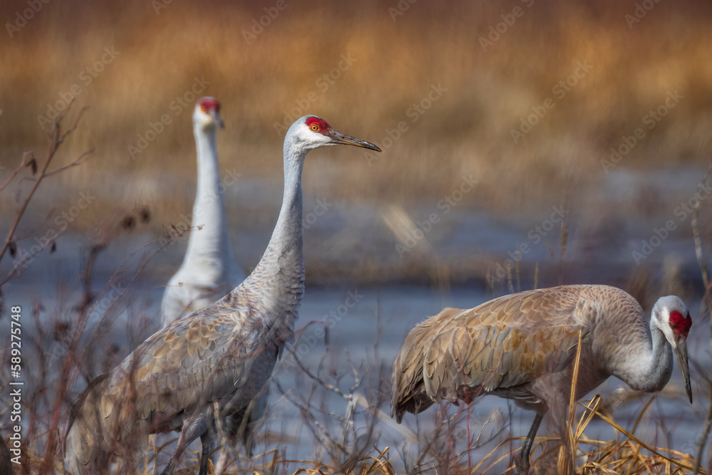 Naklejka premium three Sandhill Crane, in the migration period