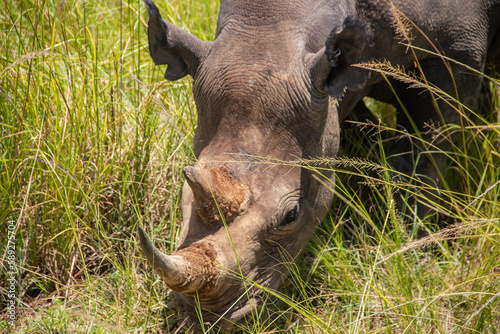 White Rhino or square-lipped rhinoceros  Ceratotherium simum  in Imire Rhino   Wildlife Conservancy  Zimbabwe