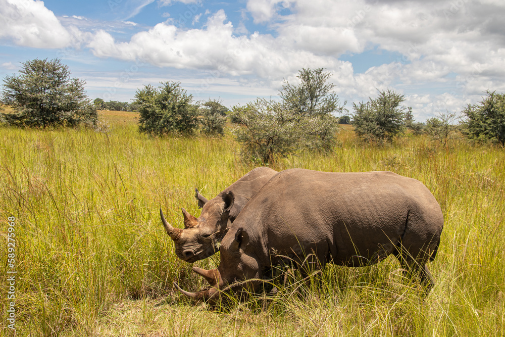 Couple of White Rhinos or square-lipped rhinoceros (Ceratotherium simum) in Imire Rhino & Wildlife Conservancy, Zimbabwe Couple of White Rhinos or square-lipped rhinoceros (Ceratotherium simum) in Imire Rhino & Wildlife Conservancy, Zimbabwe