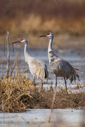 a Sandhill Crane pair, in the migration period, resting after courtship