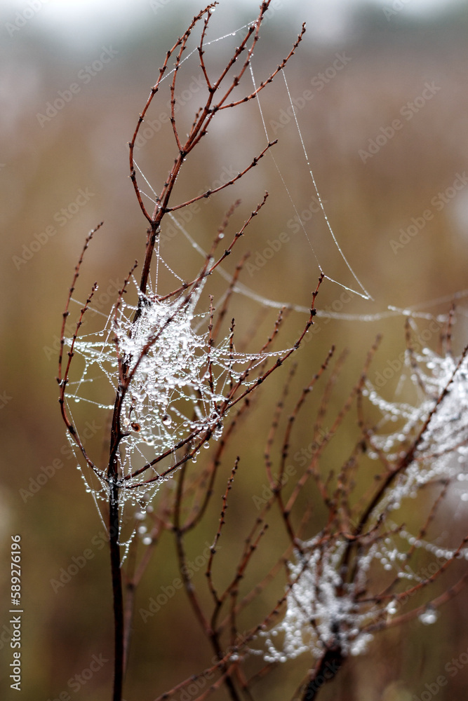 spider webs and the dew on the grass in the rays of the rising sun spider webs and the dew on the grass in the rays of the rising sun