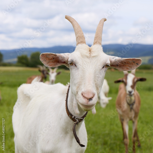 A white goat looking into the camera. A herd of goats in the background.