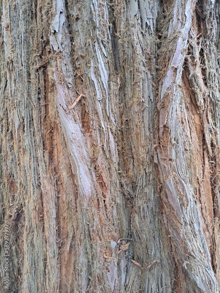 Obraz premium Close Up of Bark on Tree Stump. Old tree. many years old. carbon sink. close up of bark.macro photography. multi use. blog. article. background or backdrop. sunlight on bark. High quality photo