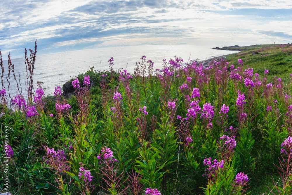 Obraz premium Soft focus flowers. Flora of the Arctic Circle- Kola Peninsula. Murmansk region- coast of the White Sea