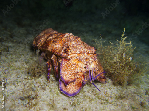 Mediterranean slipper lobster from the sea of Cyprus 