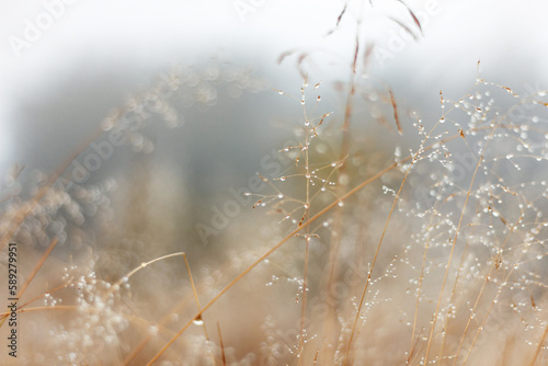 Dew drops on the grass in the fog. Natural background and bokeh in summer