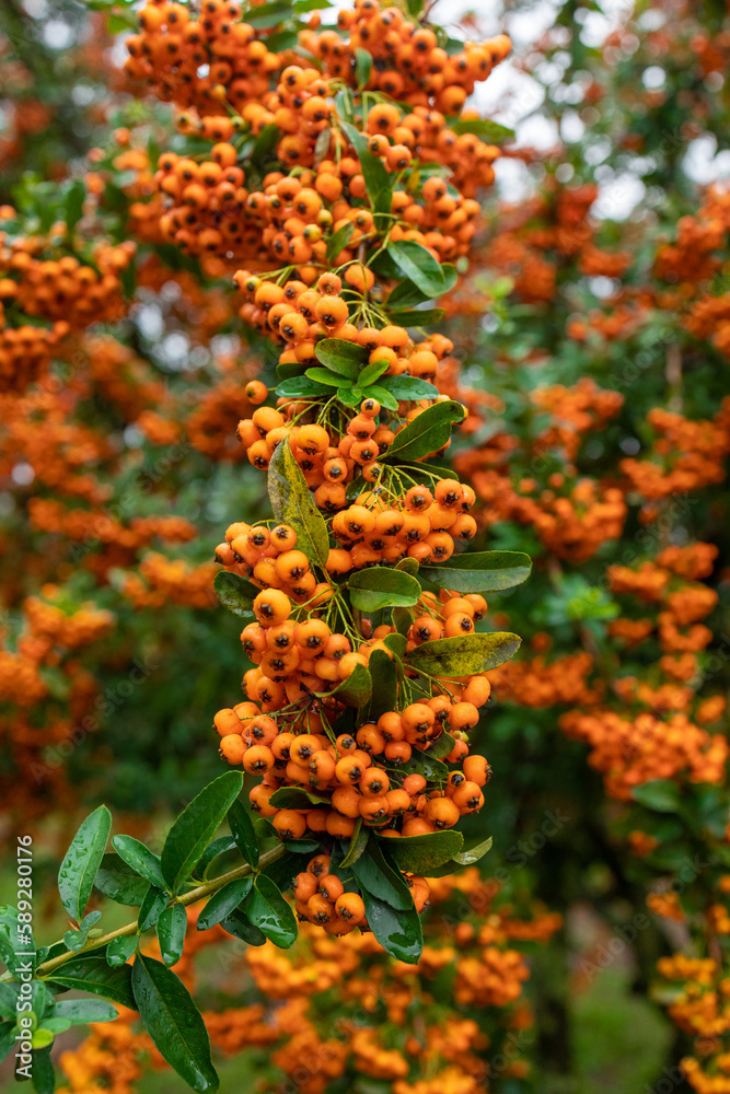 Obraz premium Branches of pyracantha shrub Orange glow
