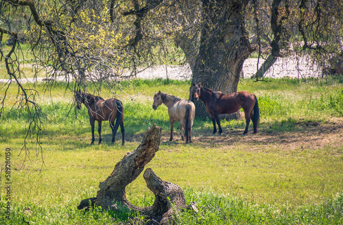 horses in the field © Brian