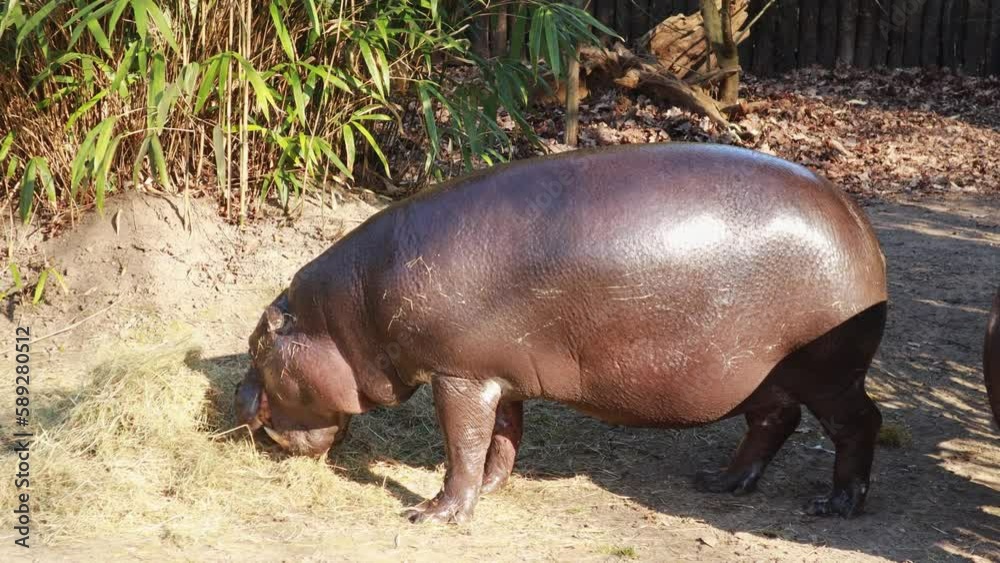 Hippo in the zoo eats hay, sunny weather.The concept of animal, mammals, herbivores, environment, reserve, nature conservation,tourism,travel,wildlife,endangered,breeding,travel,food,holiday,excursion Hippo in the zoo eats hay, sunny weather.The concept of animal, mammals, herbivores, environment, reserve, nature conservation,tourism,travel,wildlife,endangered,breeding,travel,food,holiday,excursion