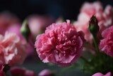 Pink carnations background, bokeh Generative AI