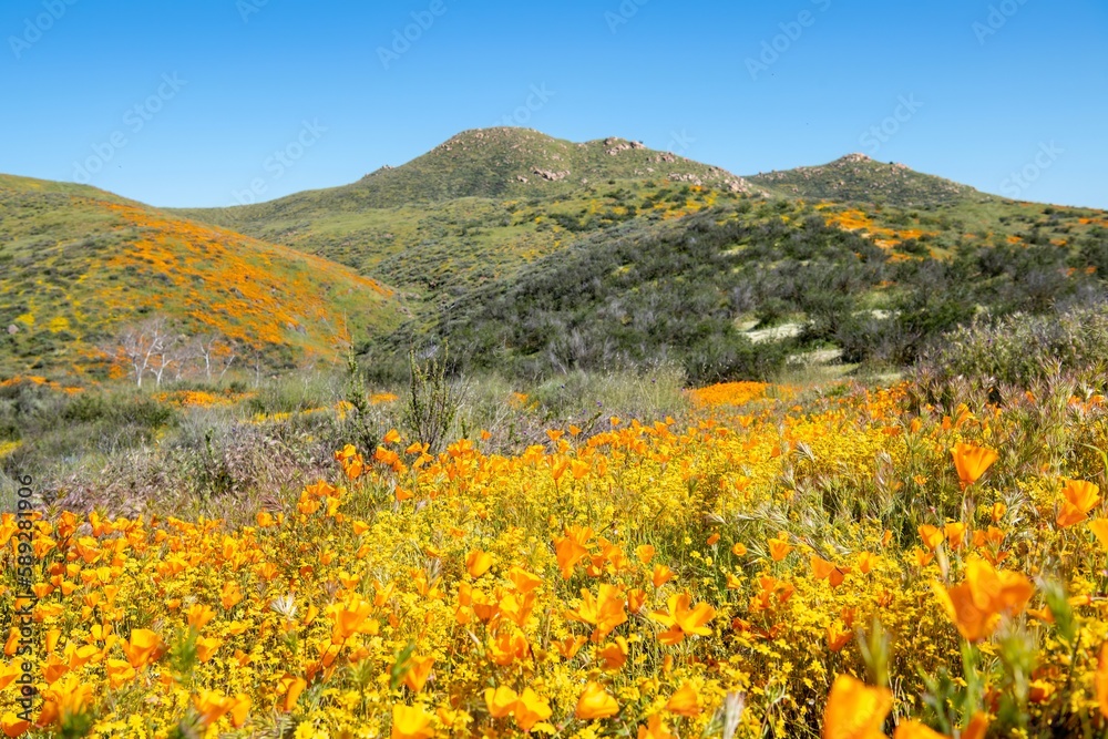 Flower fields super bloom in Perris California