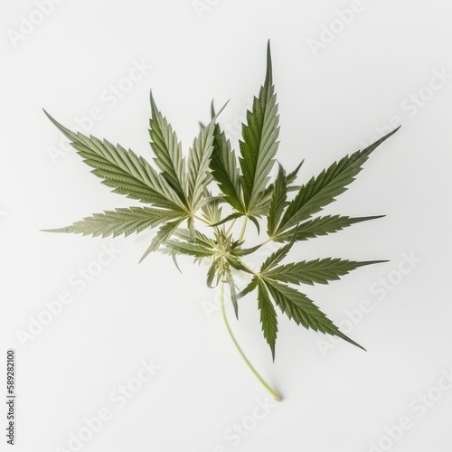 marijuana on white background  generative ai