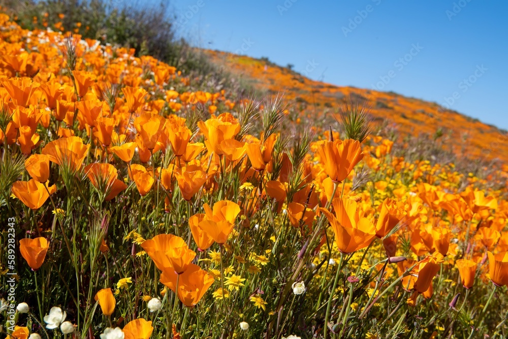Fototapeta premium Super bloom 2023 in Perris California