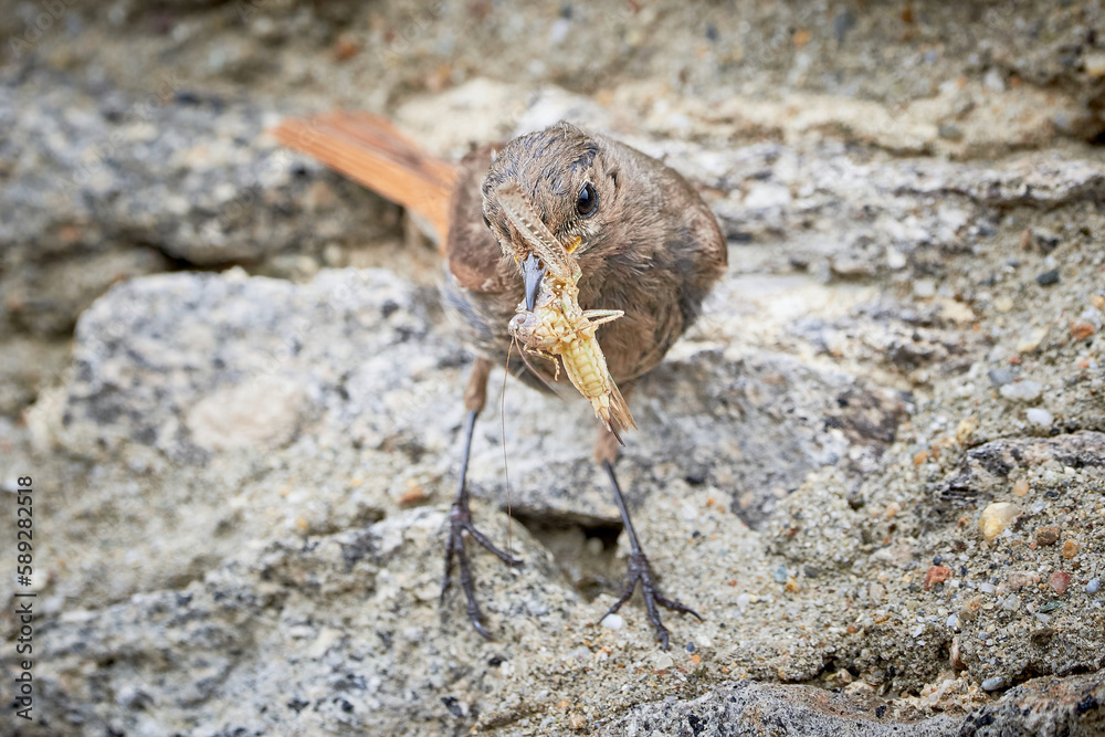 Black redstart female bird with insect for chicks (Phoenicurus ochruros) Black redstart female bird with insect for chicks (Phoenicurus ochruros)