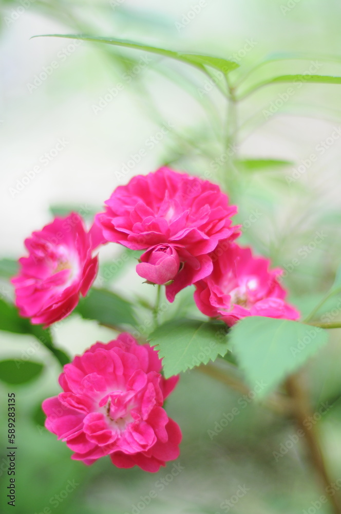 Obraz premium pink rose flower