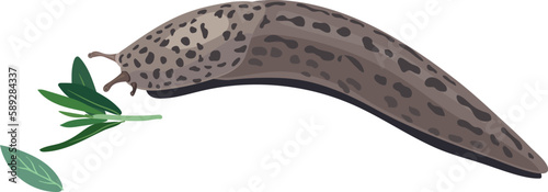 Leopard slug (Limax maximus) and small green leaves on white background