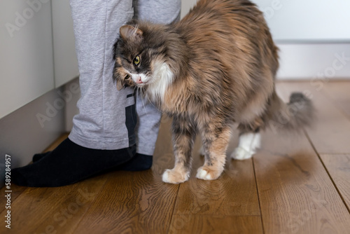 Cat rubs against human legs