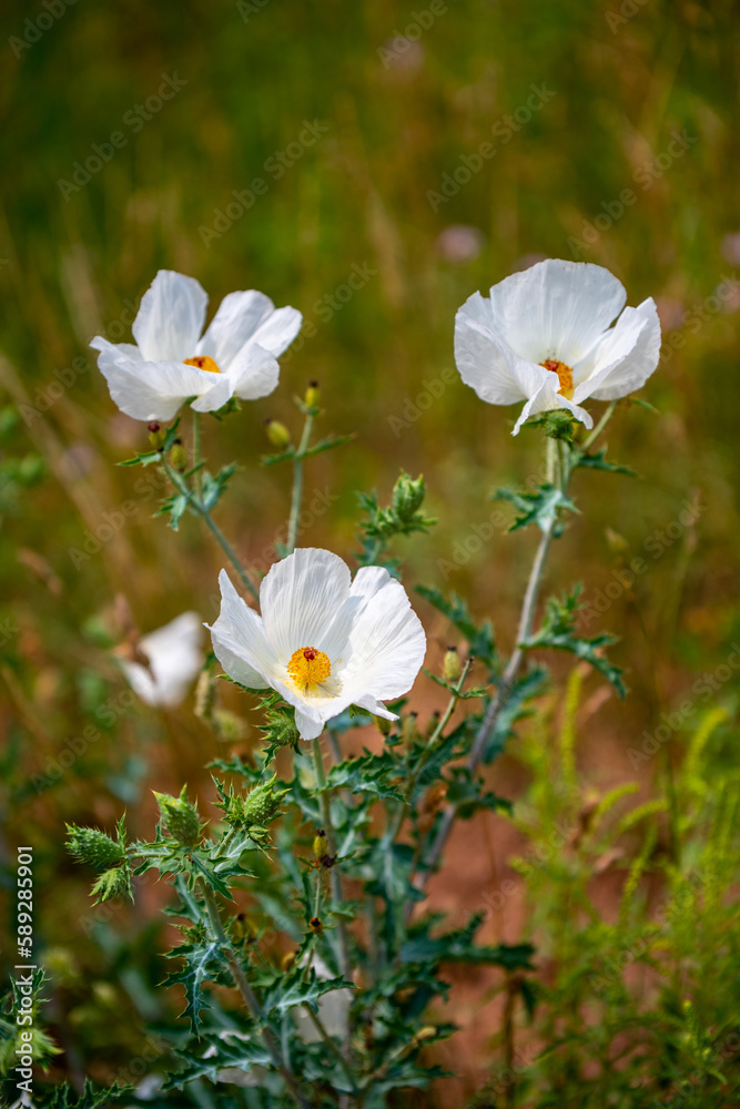 Wild flowers Wild flowers
