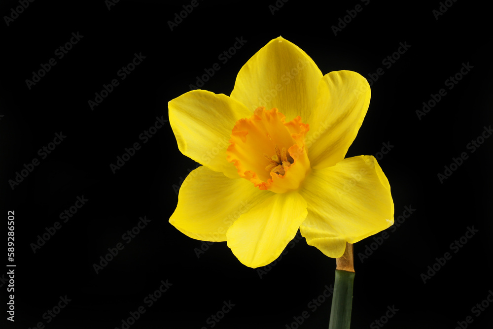 Fototapeta premium Yellow daffodil against black