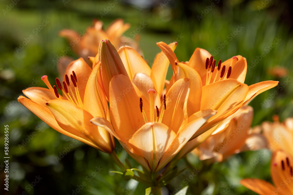 Fototapeta premium orange lily flowers in the garden