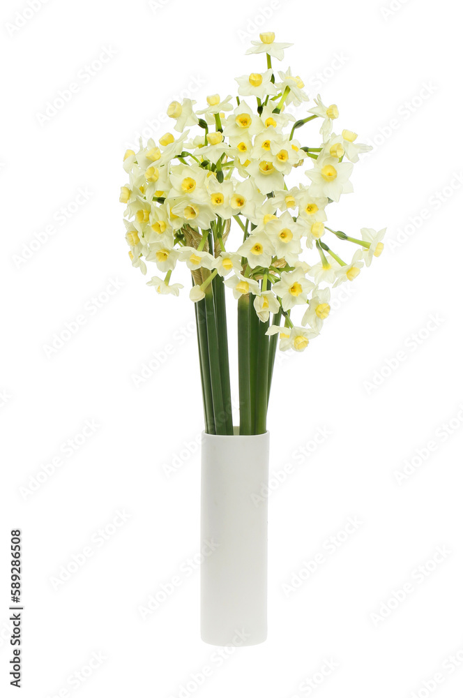 White narcissus in a vase