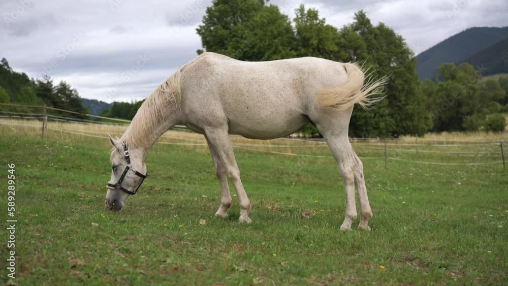 White Arabian horse grazing on green field, view from side White Arabian horse grazing on green field, view from side