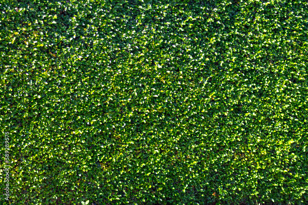 green grass texture green grass texture