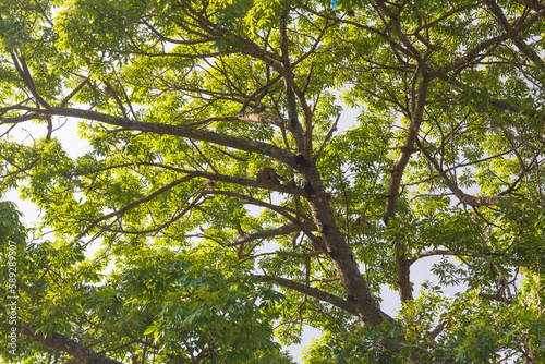 green leaves and sun