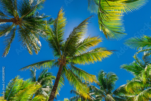 Tropical palm trees under blue skies and sunshine on a sunny day photo