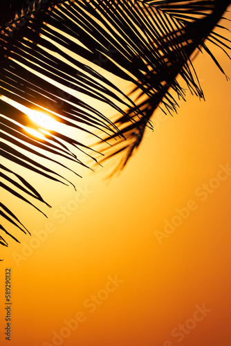 Golden Sunrise with Palm Trees in the Tropics
