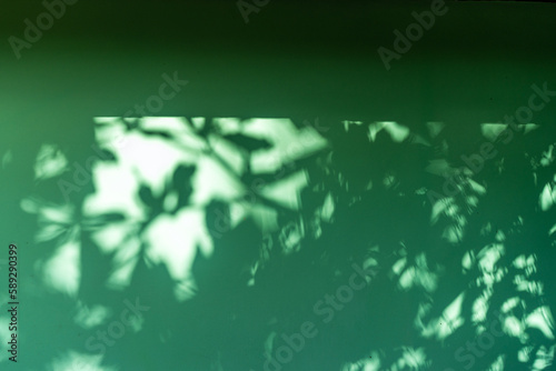Shadows of tropical foliage on a green wall in the Caribbean