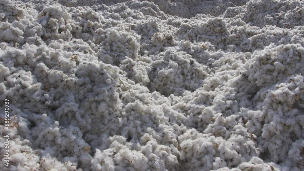 Natural and raw cotton fibers piled after harvest. Natural and raw cotton fibers piled after harvest.