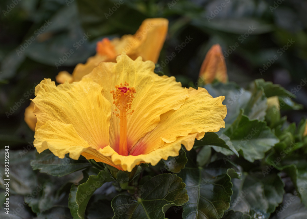 Hibiscus Longlife. Portrait. Flowers for gardens, parks, balconies Hibiscus Longlife. Portrait. Flowers for gardens, parks, balconies