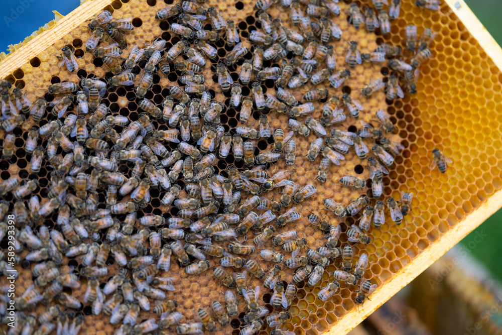 Bienen und Binenkönigin auf Wabe aus Bienenwachs Bienen und Binenkönigin auf Wabe aus Bienenwachs