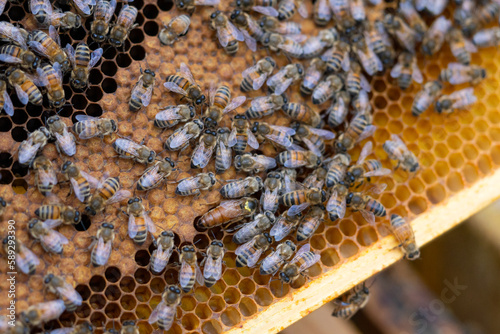 Bienen und Binenkönigin auf Wabe aus Bienenwachs