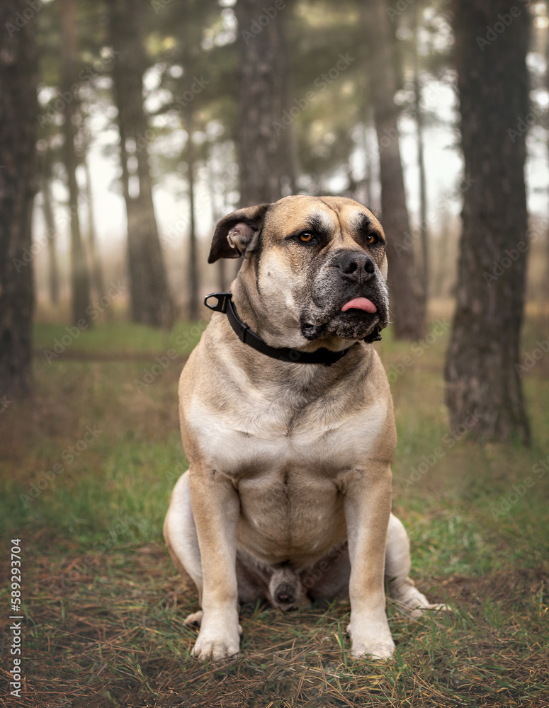Funny cadebo dog with tongue hanging out.
Big dog in the forest.
A funny dog of large sizes sits among the trees in the forest.
A huge cadebo on a walk in the forest with a funny face.